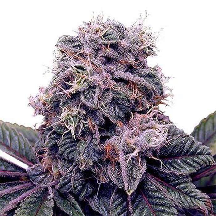 Blackberry Kush Feminized Seeds Mega Weed Dispensary